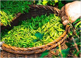 Sammeln von grünen Teeblättern
