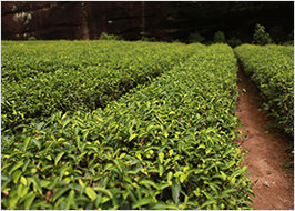 Feld mit grünem Tee