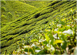 Japanische Teeplantage auf einem Hügel