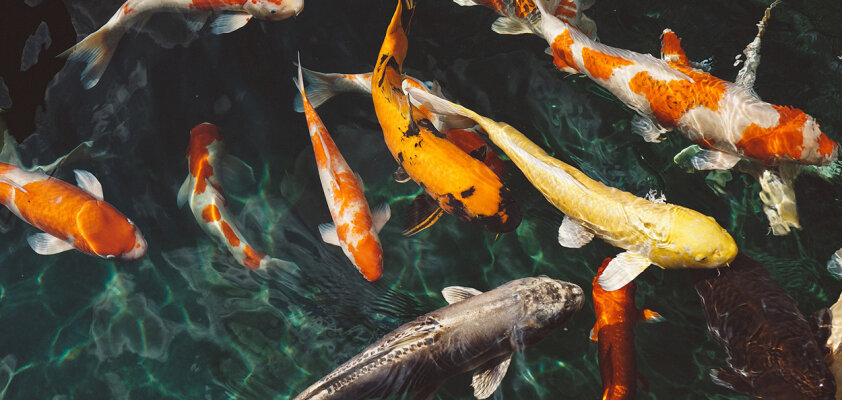 Koi Carp: The Fish that Conquered the Waterfall