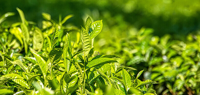 Japanischer grüner Tee – Philosophie, Wohlergehen und Harmonie in einer Tasse