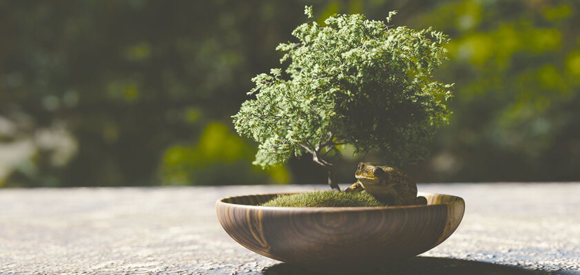 Bonsai - Baum der japanischen Gartenkunst