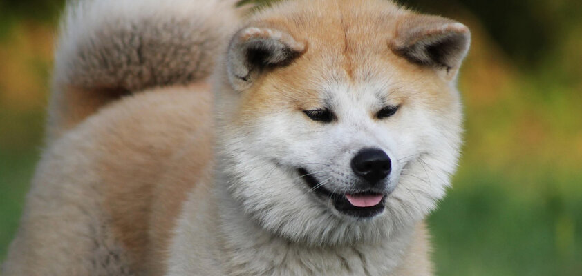 Japanese Dog Breeds from Akita to Tosa