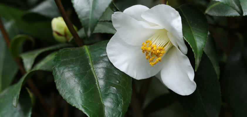 20 Samen Teepflanze Camellia sinensis Grundlage für grünen / schwarzen Tee 