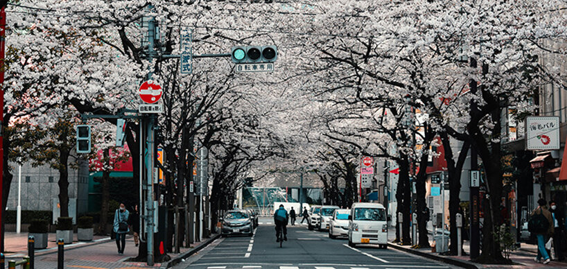 Straße in Japan mit Kirschbäumen