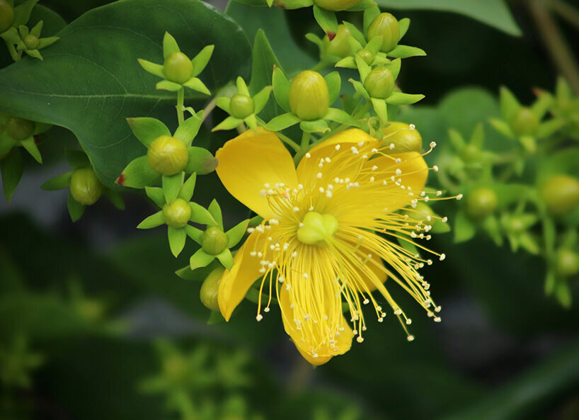 Baldrianpflanze gelbe Blüte