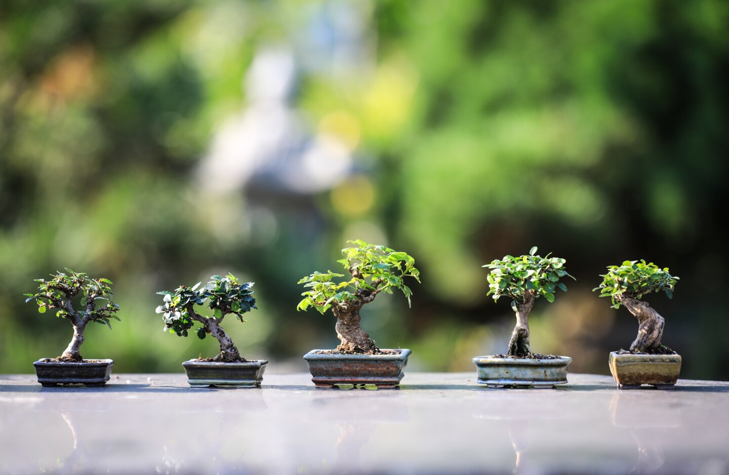 Fünf kleine Bonsai Bäume