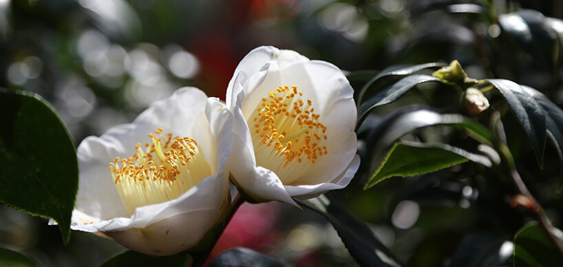 Camellia Sinensis weiße Blüte
