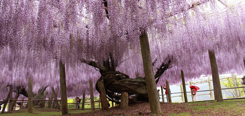 Blühender Fukuoka Baum in Park