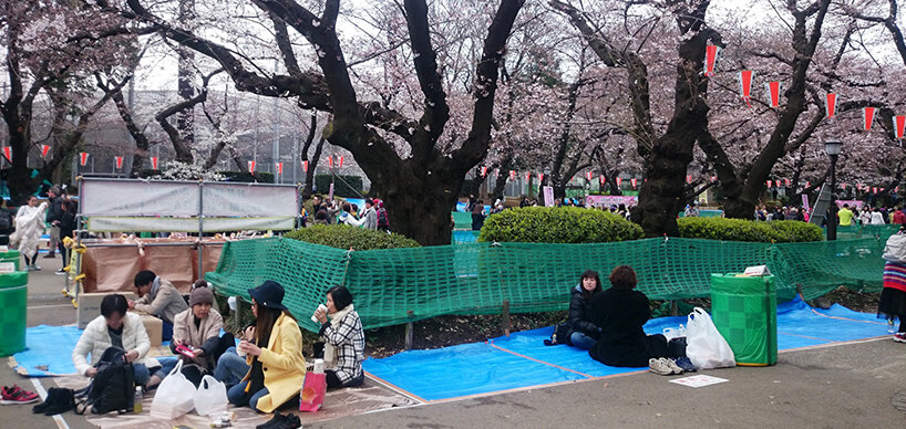 Picknick in Park mit Kirschbäumen