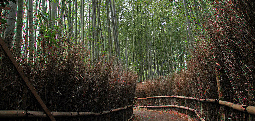 Weg durch Bambus