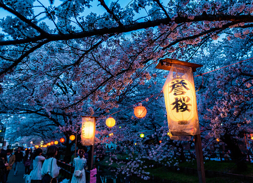Mit Lampen verzierte Kirschblütenbäume