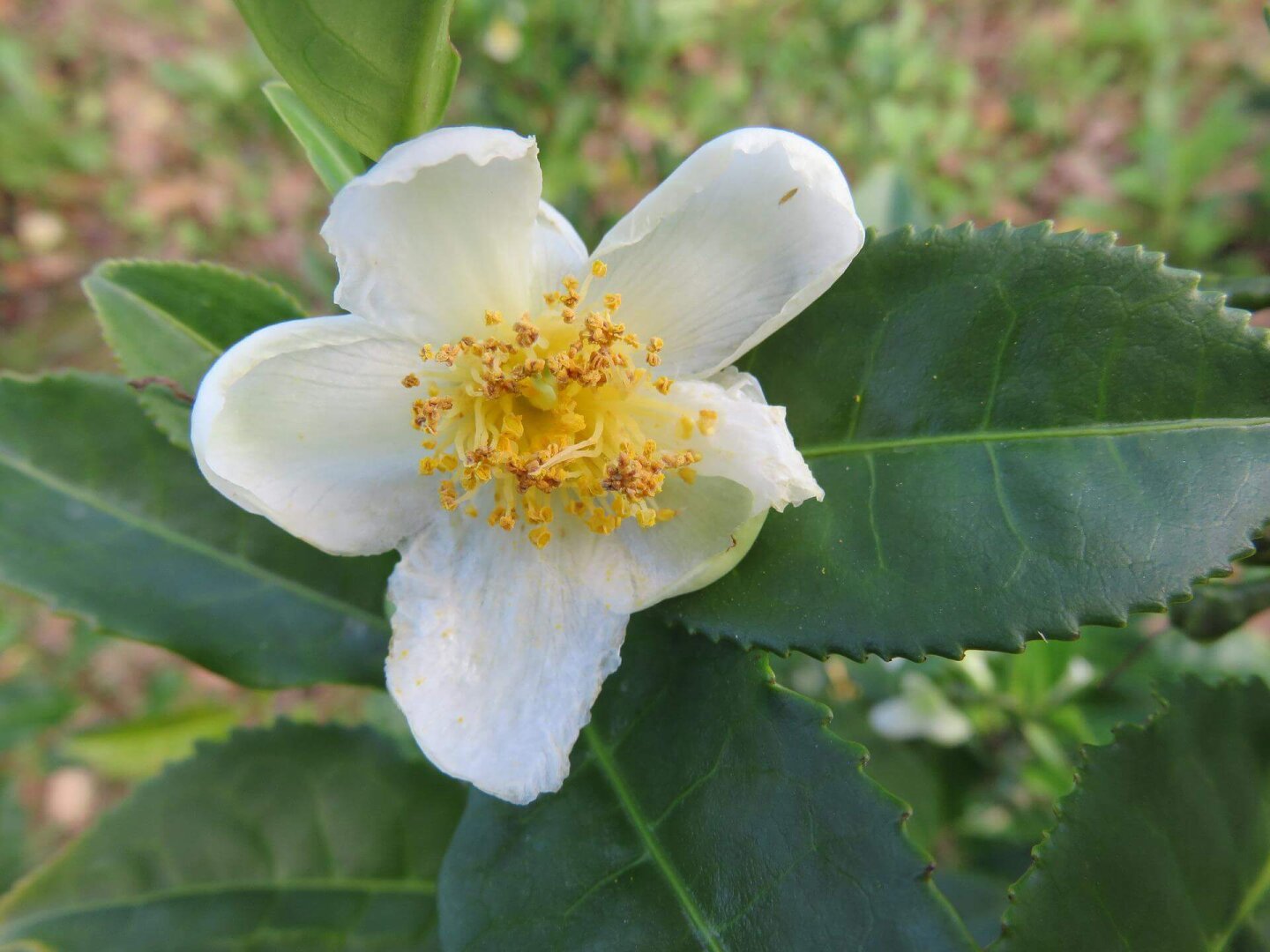 Camellia Sinensis Blüte