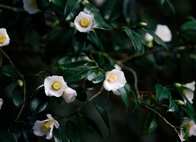 Teestrauch Camellia Sininsis