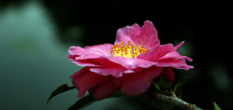 Camellia Sinensis pinke Blüte