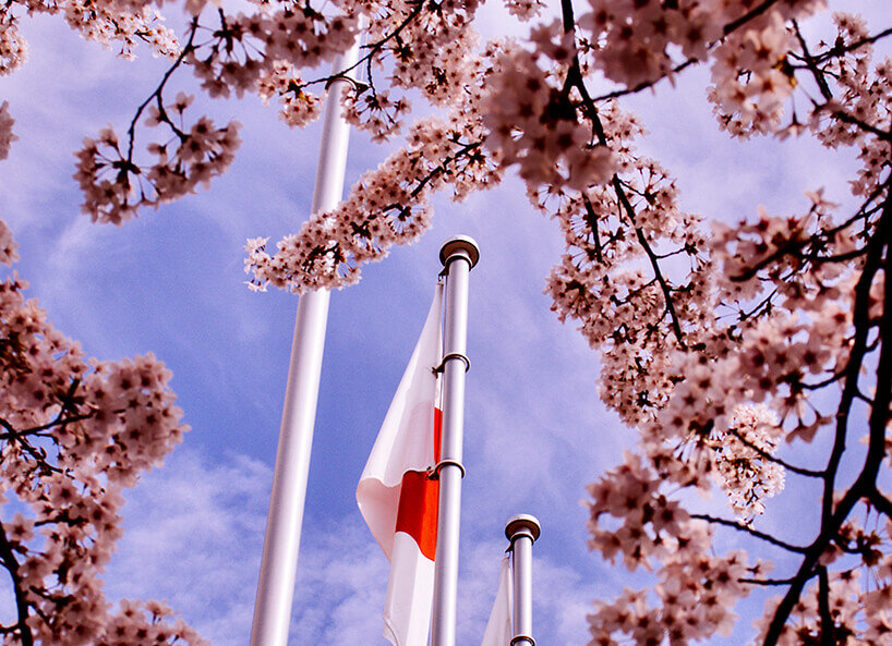Japanische Flagge neben Kirschbaum