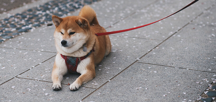 Akita Hund auf Straße liegend