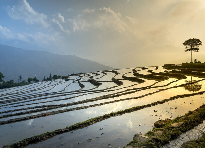 Überschwemmtes Reisfeld in Japan 