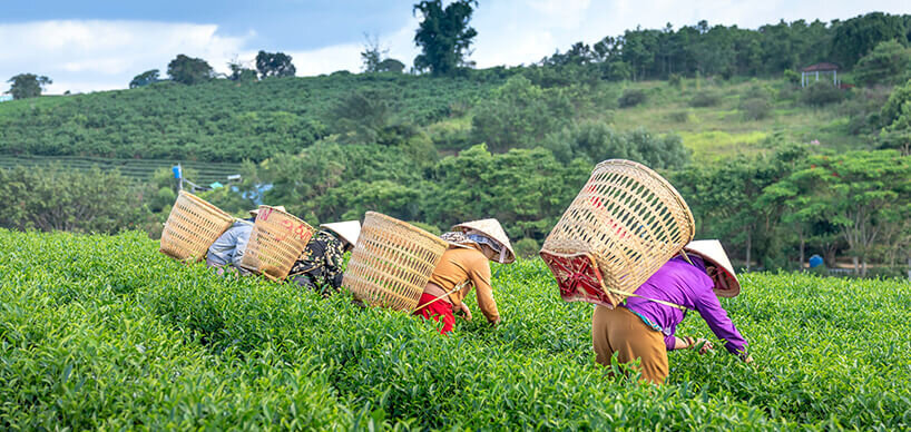Grüntee Plantage Teepflücker bei der Arbeit