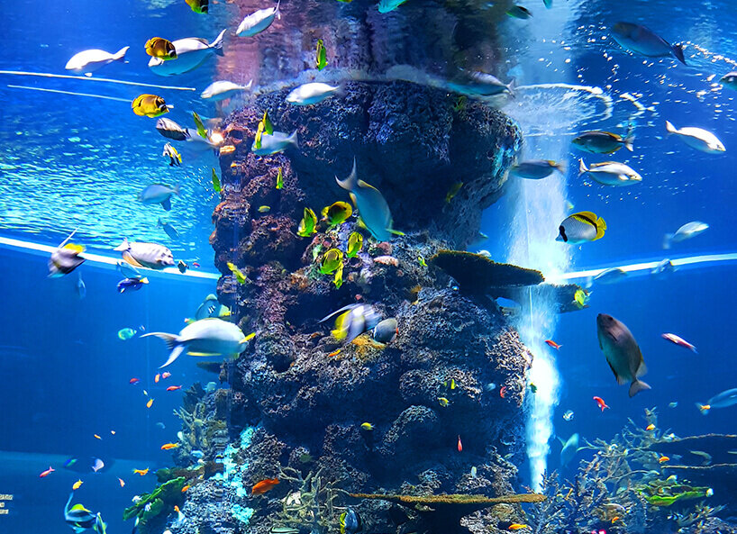 Fische umherschwimmend in Aquarium