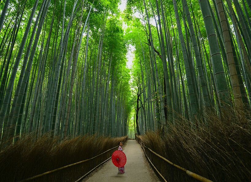 Weg durch Bambus Hain