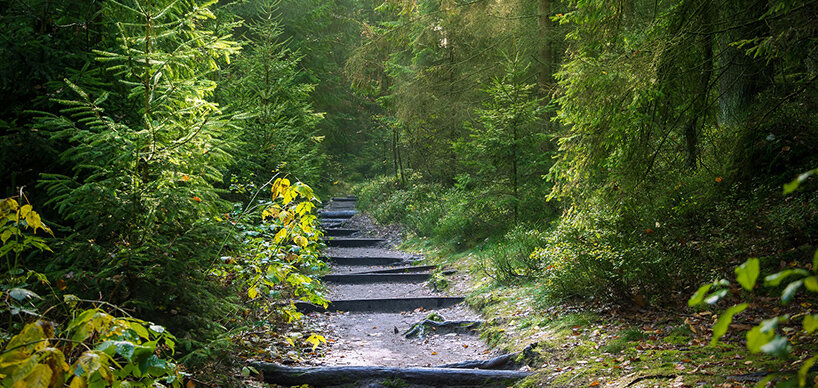 Treppe durch den Wald