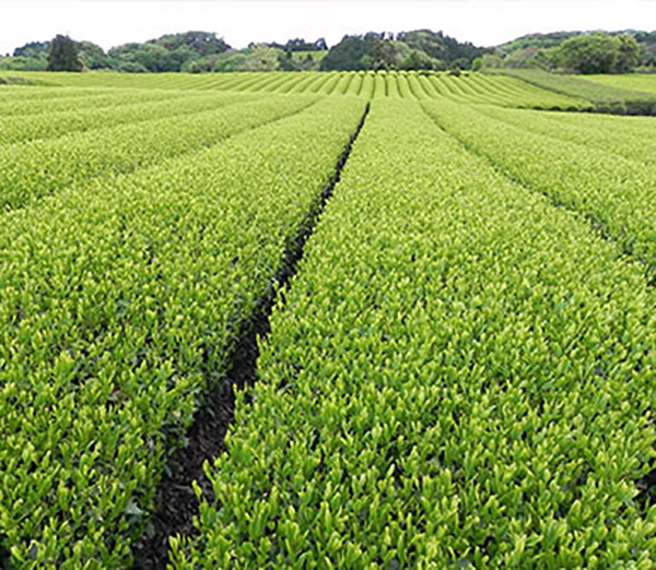 Teeplantage Kagoshima